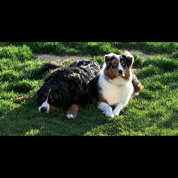 Meet your Posh Ambassador Amy!!!!! - Picture 6 of 6